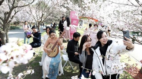 【城市笙歌】樱花树下，江南丝竹奏响悠悠春韵
