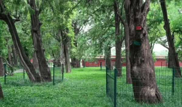 告别“明星树”！地坛新规：别让应援热情，稀释公益初心