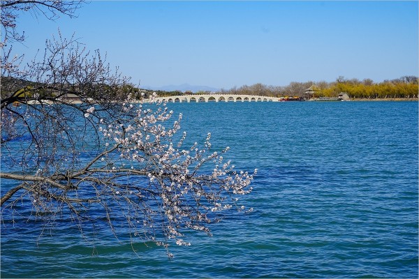 2026年第0217贴 - 颐和园西堤桃花纪实（0324）