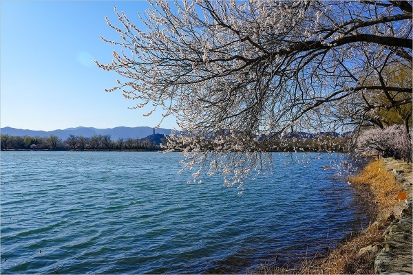 2026年第0217贴 - 颐和园西堤桃花纪实（0324）