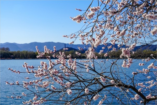 2026年第0217贴 - 颐和园西堤桃花纪实（0324）