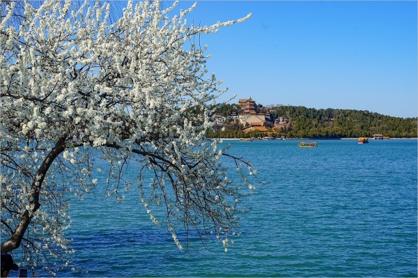 2026年第0217贴 - 颐和园西堤桃花纪实（0324）