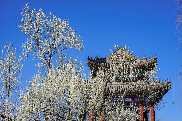 2026年第0217贴 - 颐和园西堤桃花纪实（0324）