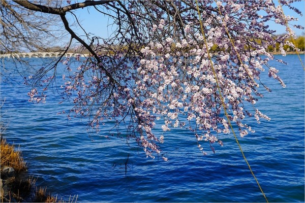 2026年第0217贴 - 颐和园西堤桃花纪实（0324）