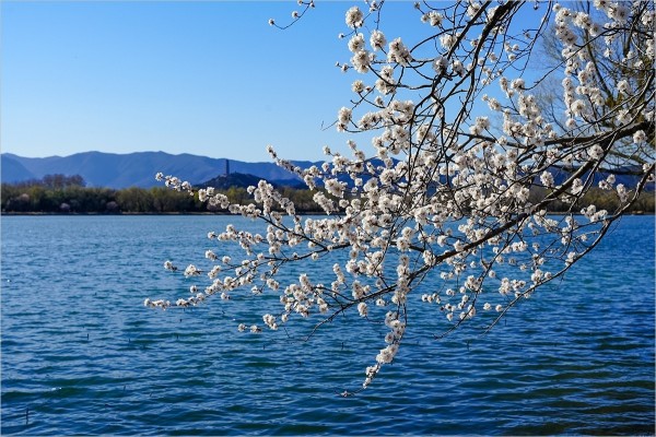 2026年第0217贴 - 颐和园西堤桃花纪实（0324）