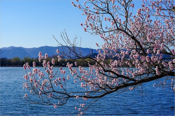 2026年第0217贴 - 颐和园西堤桃花纪实（0324）