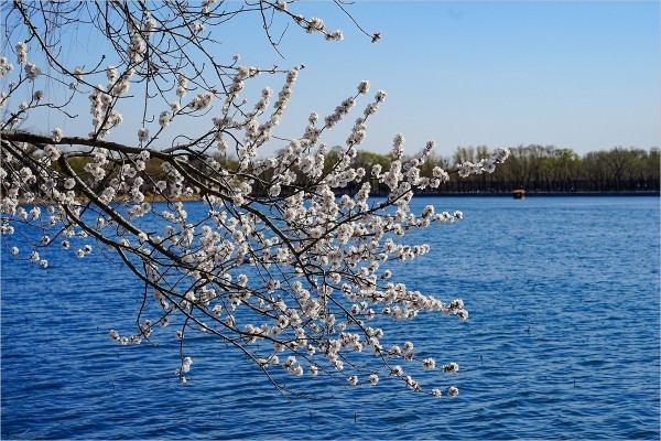 2026年第0217贴 - 颐和园西堤桃花纪实（0324）