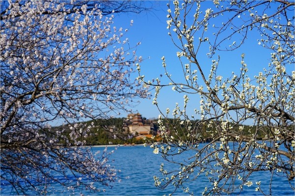 2026年第0217贴 - 颐和园西堤桃花纪实（0324）