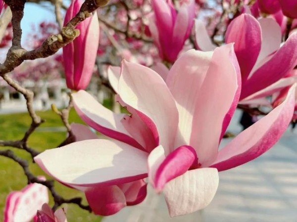 明星动态与竞争：从传闻到新剧合作