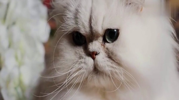 《我的冤家是条狗》：屋里上演猫狗大战，场面超混乱