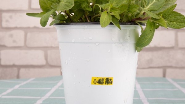 薄荷施肥方法