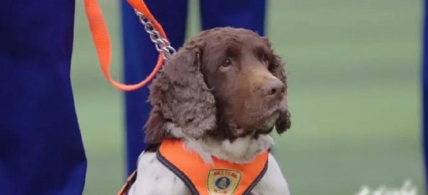 从影帝爱犬到千万IP:萌宠如何“统治”明星人设与资本?