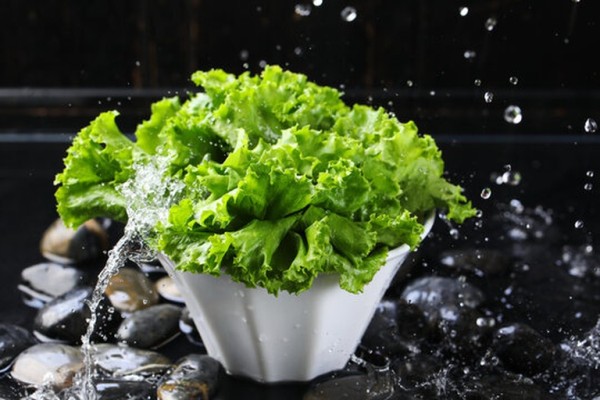 新鲜生菜特写镜头