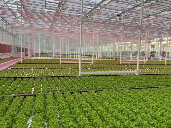 500克生菜的热量是多少大卡?揭秘低卡明星蔬菜的营养真相