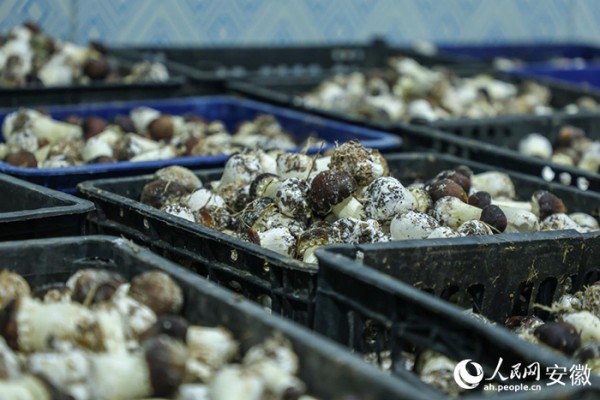 赤松茸产品。人民网记者 陶涛摄