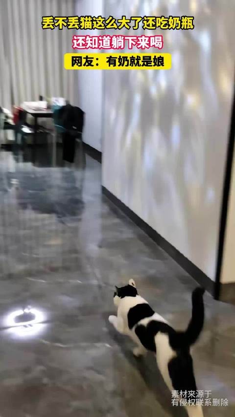 丢不丢猫这么大了还吃奶瓶，还知道躺下来喝，网友：有奶就是娘