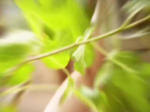 李兰迪西域风情镜头表现力获赞