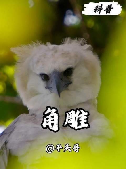角雕，热带雨林穹顶之上的终极裁决者