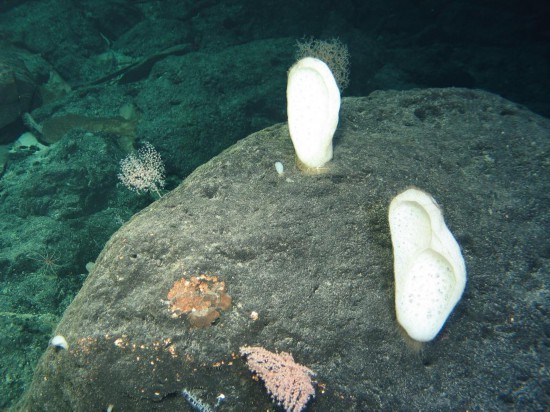 深海与极地未知微生物数量预计是陆地10倍以上,堪称深蓝药库。(国家深海基地管理中心供图)