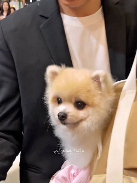 我们乌尼近看好像一只漂亮的小狐狸