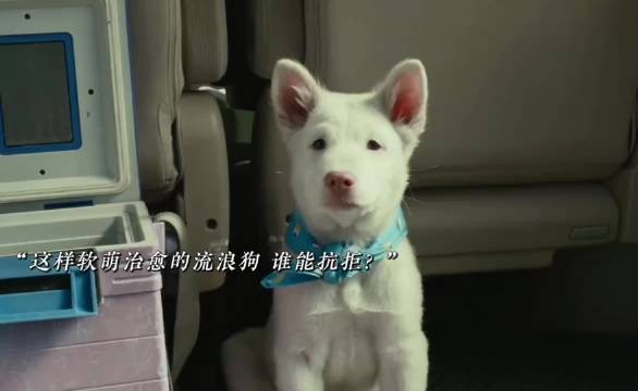 狗好人也好，人活着就是为了看这样故事！ 电影心犬相随