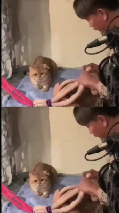 人,你是要带咪一起走吗?好,咪同意