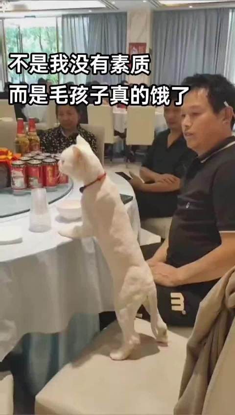 三娃儿是只猫 不喜欢动物没有关系，有关系的是，养了就得对它们负责