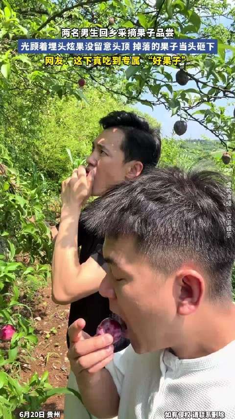 两名男生回乡采摘果子品尝,光顾着埋头炫果没留意头顶,掉落的果子当头砸下!