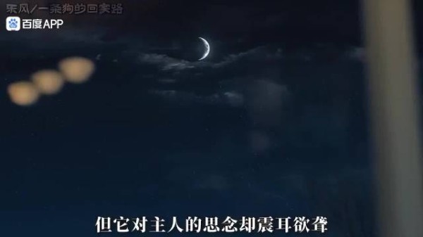 全片最揪心的一幕！为了回到主人身边，贝拉勇敢逃离，坚定地踏上回家之路…