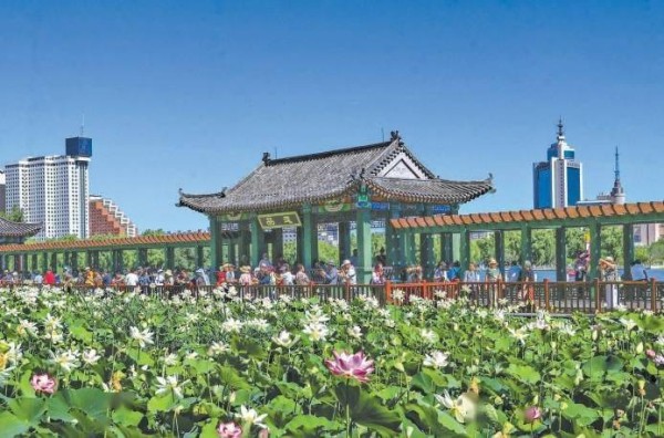 13处特色荷花展区接力“花开北京”