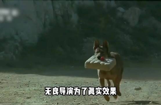导演为了效果炸死功勋军犬,辅导员当场哭到崩溃,网友怒打一星