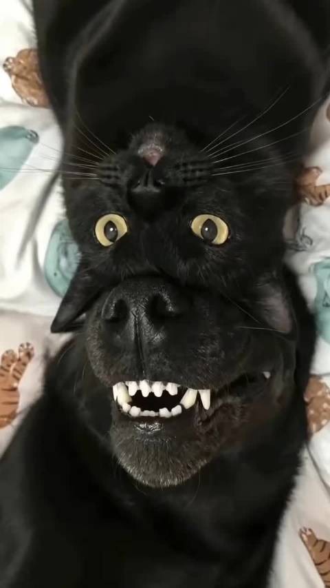 看什么看,没见过猫狗共用同一个脑细胞吗()