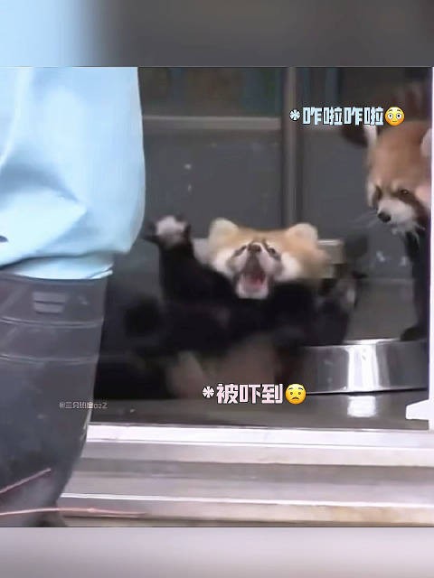阔糯呀，又是小宝宝又是小熊猫的，你哥在你眼里就那么可爱是叭