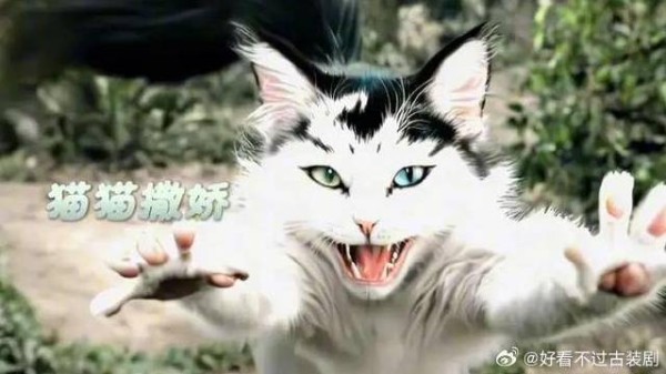 如何召唤出一只小猫咪 逍遥侯明昊谭松韵