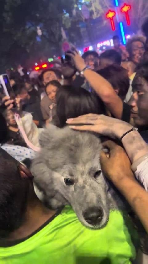 《看似摸狗，实则擦手》