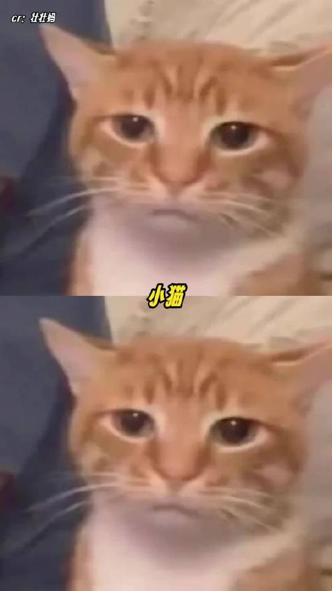 小猫：真是媚眼抛给瞎子看了