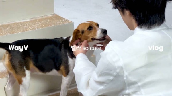 肖俊第四季度solo出道,WayV TikTok更新引期待