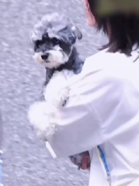 呆米好乖啊，女明星也是有绝世容颜真漂亮！