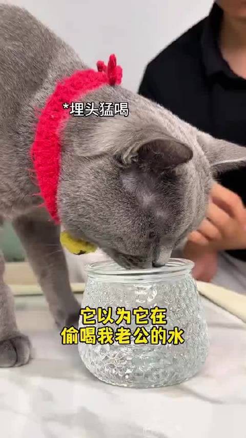 在猫眼里，主人杯子里的水就是琼浆玉酿