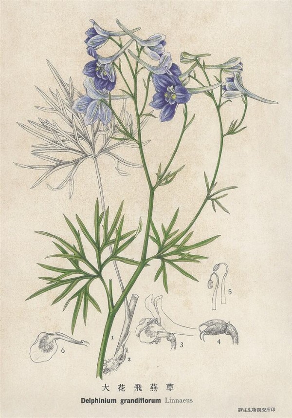 “冯家的花”,为何开得这样艳?