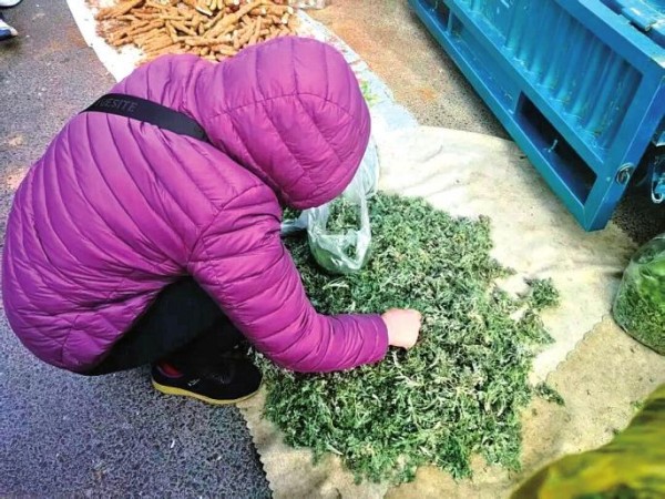 快收藏这些郑州挖野菜的好去处