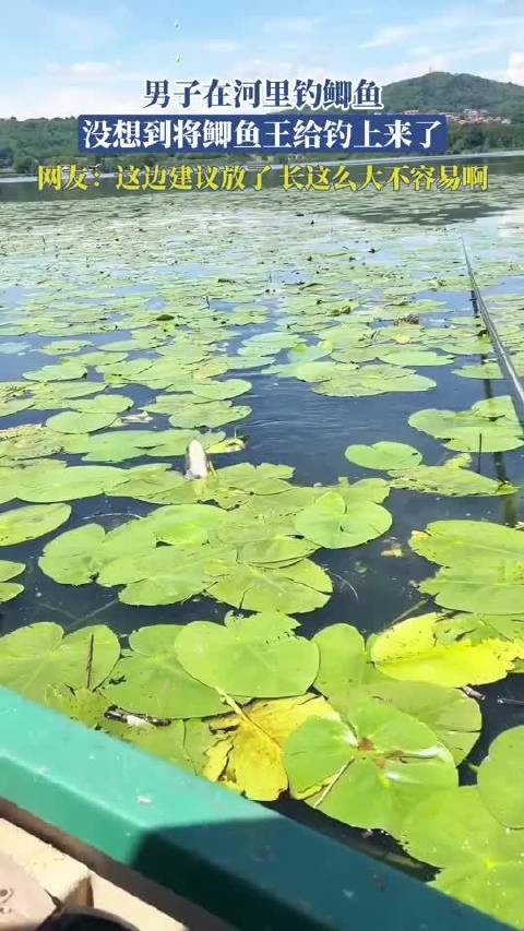 男子意外钓获巨型鲫鱼王，网友建议放生
