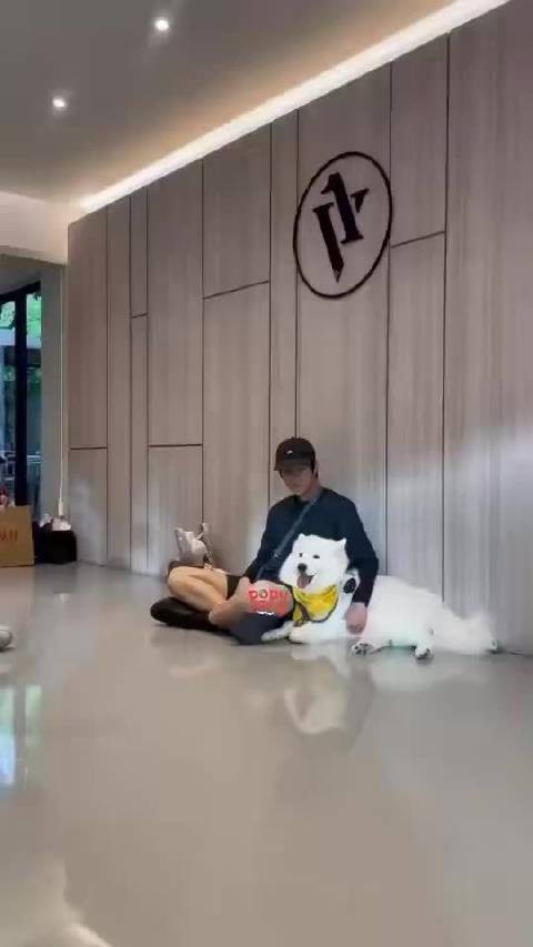 女子带狗跑步偶遇明星也带狗同跑