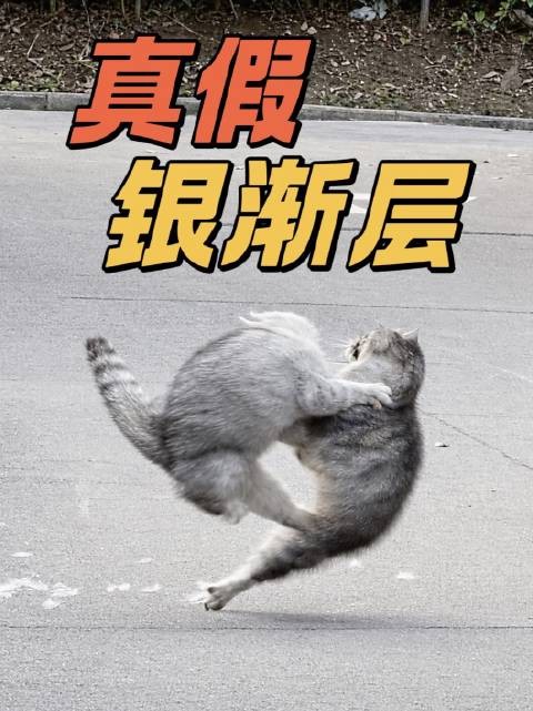 “冒牌猫”登门叫阵，逼得我家猫“翔”仓皇出逃