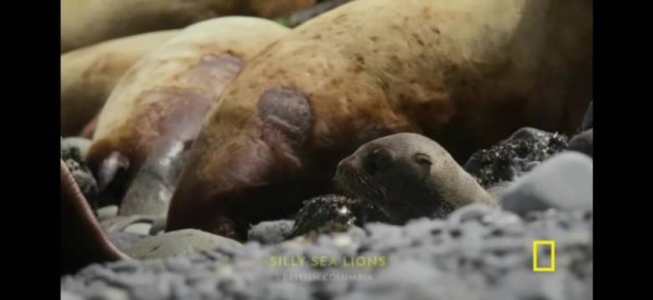 918海豹和北极熊