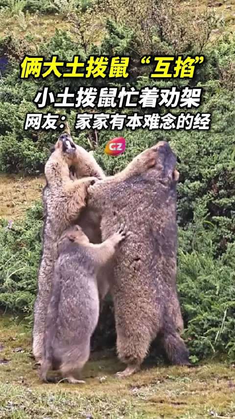 高原两只大土拨鼠互掐，小土拨鼠手忙脚乱劝架