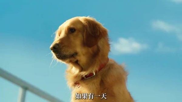 它用一生陪伴主人,看懂了爱与离别|《我在雨中等你》