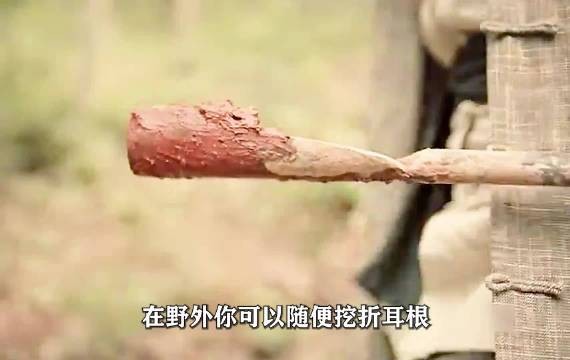 在野外你可随便挖折耳根,但千万别挖到带血的泥土