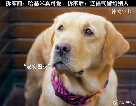 怎么会有人为了抢狗子去教它拆家啊！ 金世佳