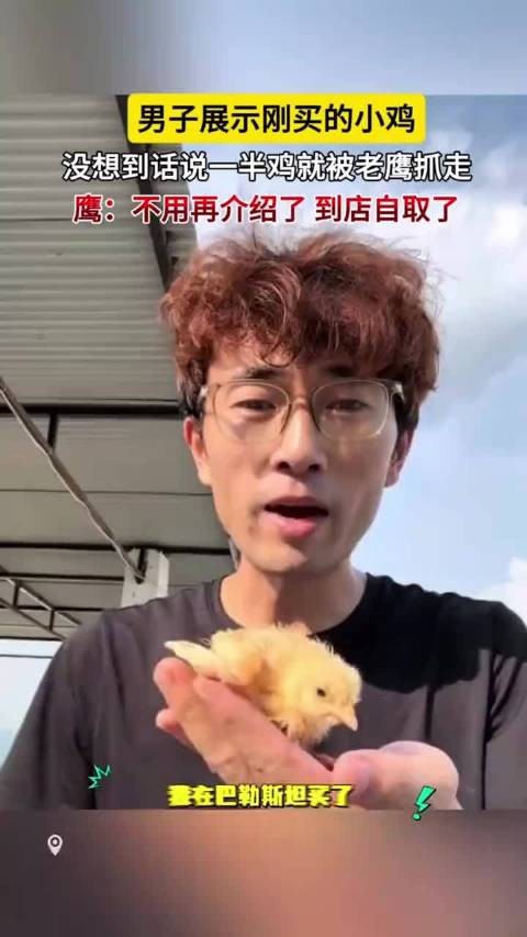 男子展示刚买的小鸡 没想到话说一半鸡就被老鹰抓走 鹰：到店自取